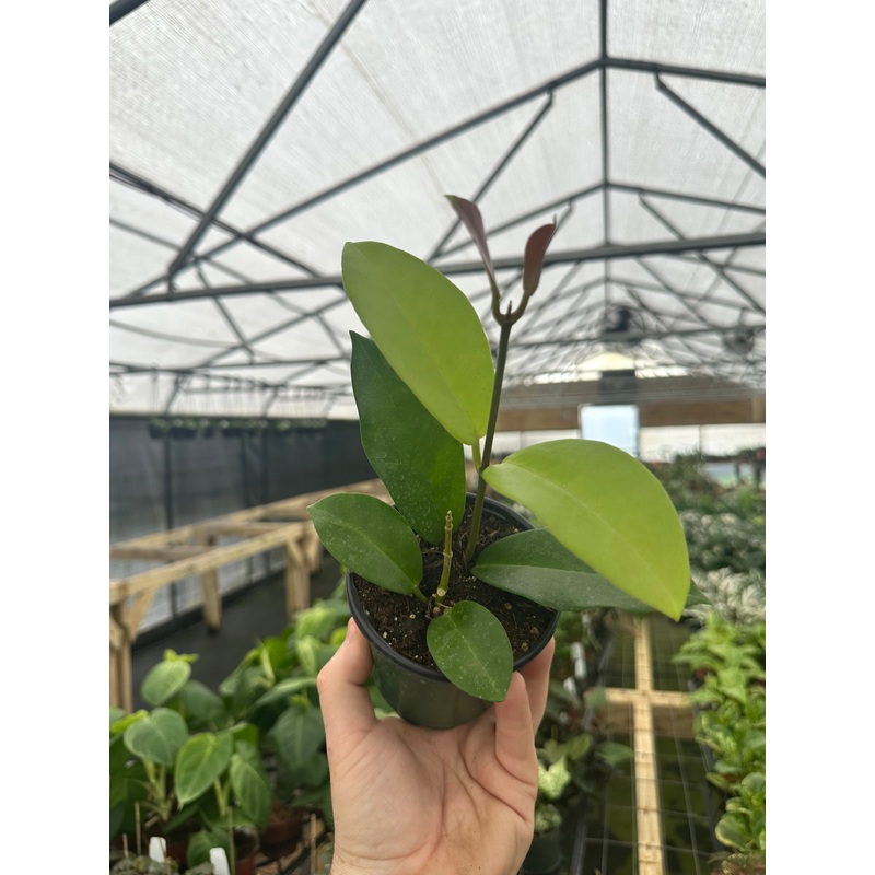 4 Hoya skinneriana