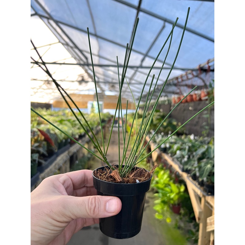 4 Hoya spartioides