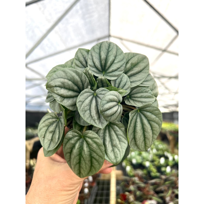4 Peperomia ‘Frost’
