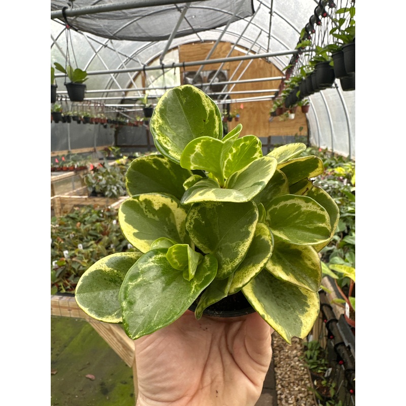 4 Peperomia Golden Gate