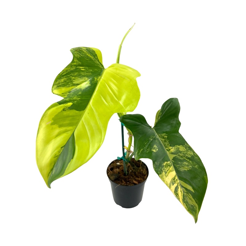 4 Philodendron bipennifolium variegated