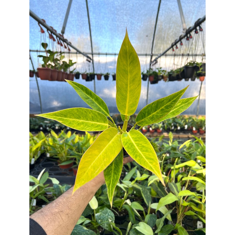 4 Philodendron Calkins Gold