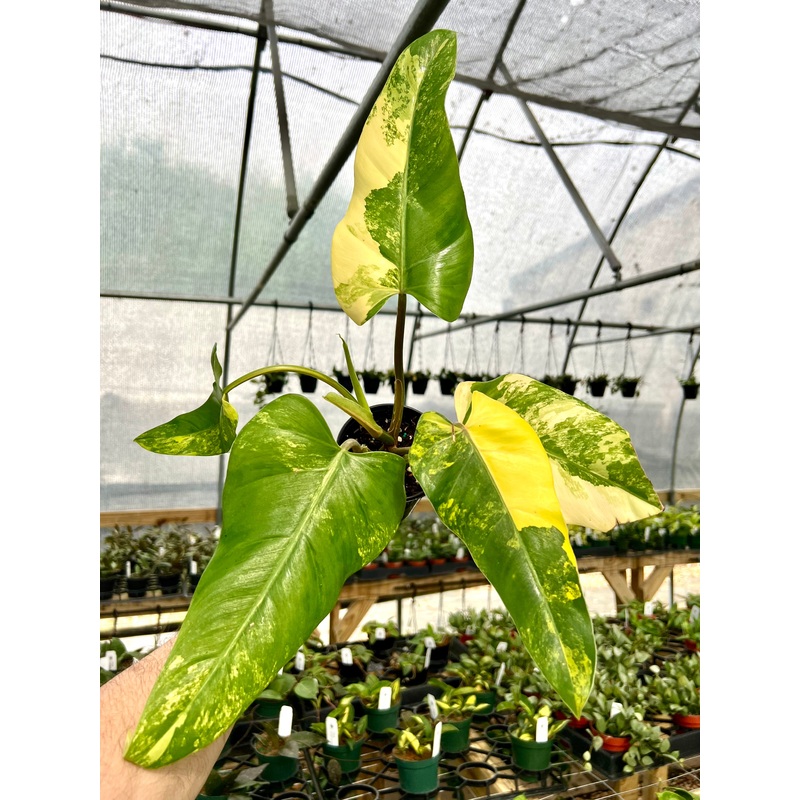4 Philodendron domesticum variegated