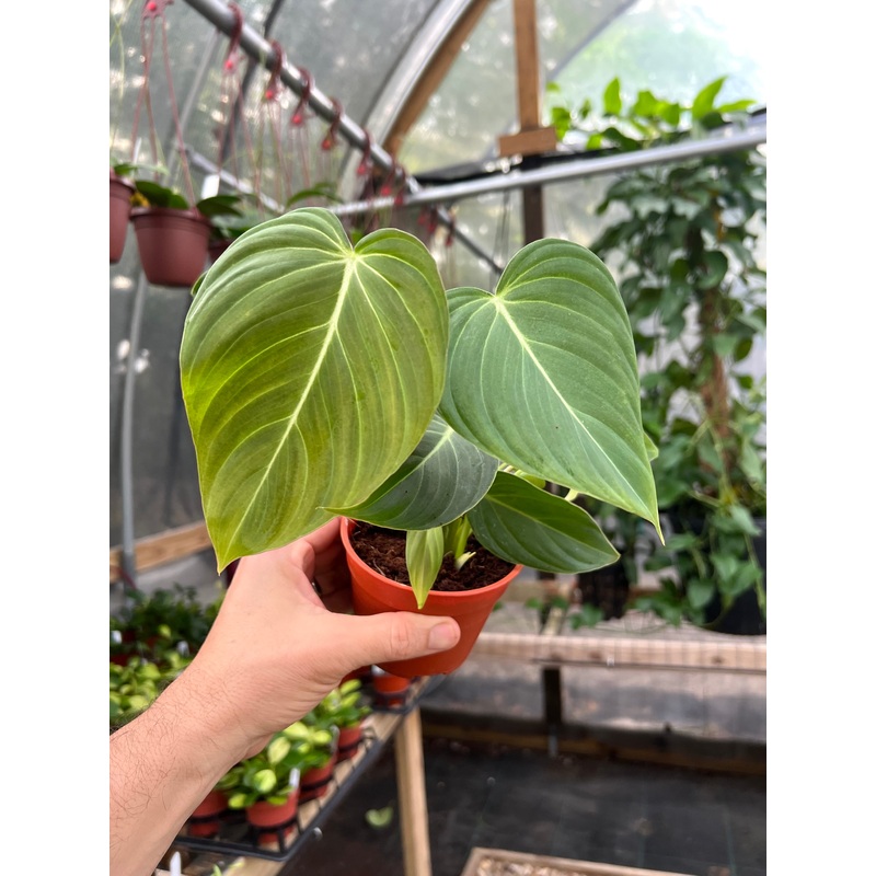 4 Philodendron Glorious (P. melanochrysum x P. gloriosum)