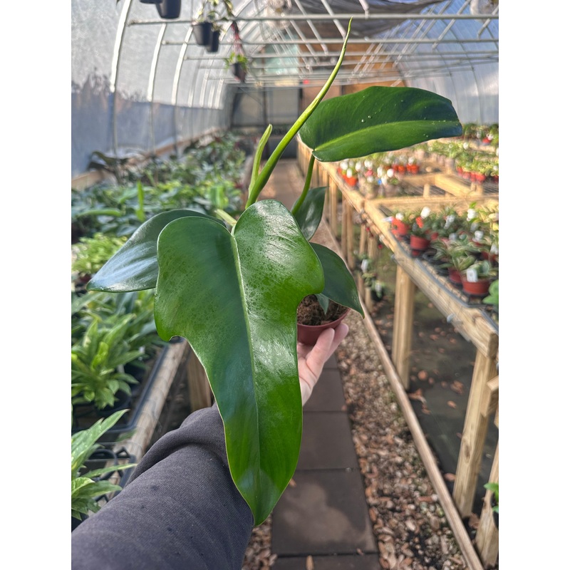 4 Philodendron Jerry Horne