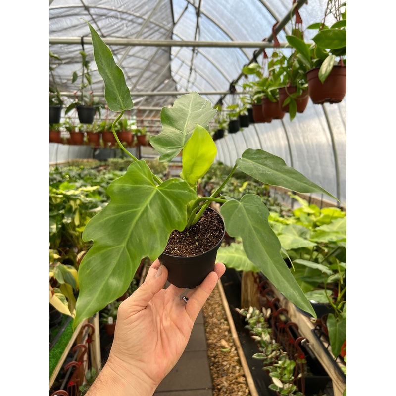 4 Philodendron mayoi