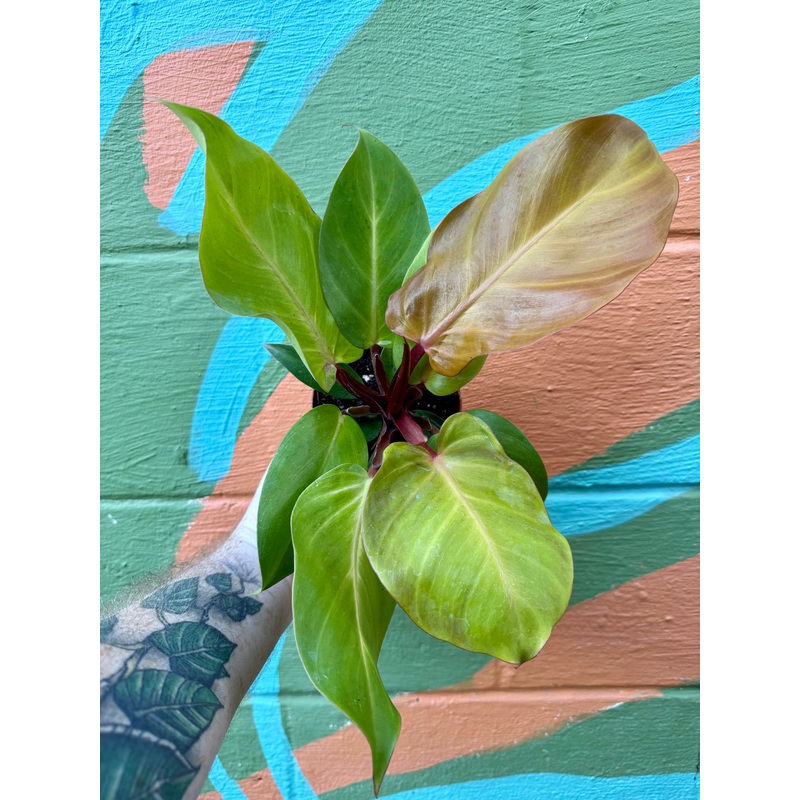 4 Philodendron ‘McColley’s Finale’