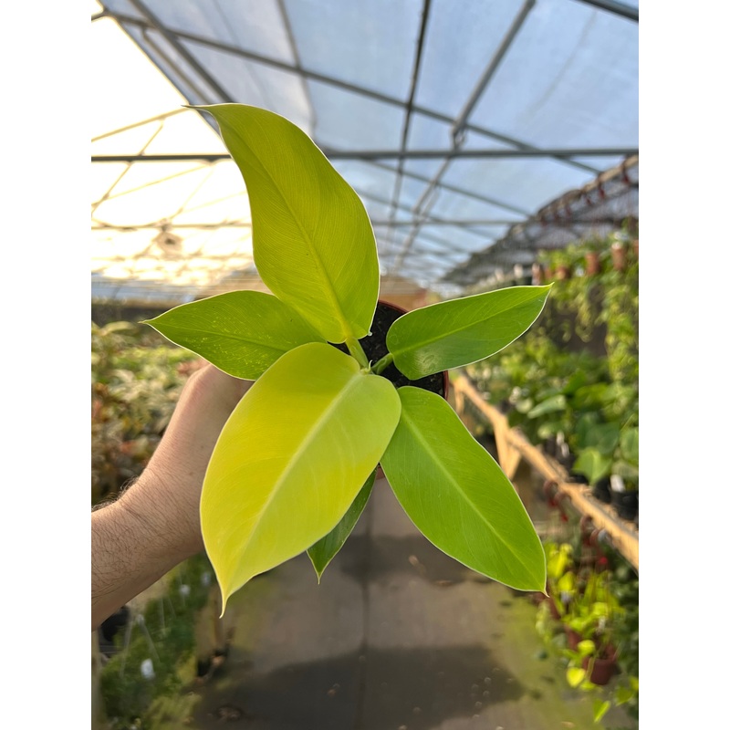 4 Philodendron Moonlight