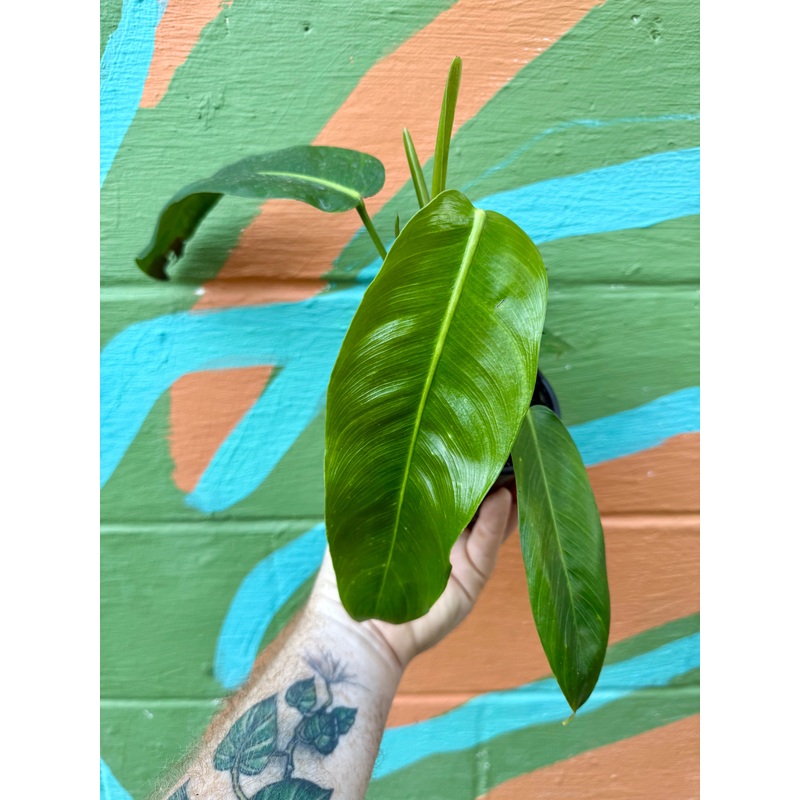 4 Philodendron patriciae