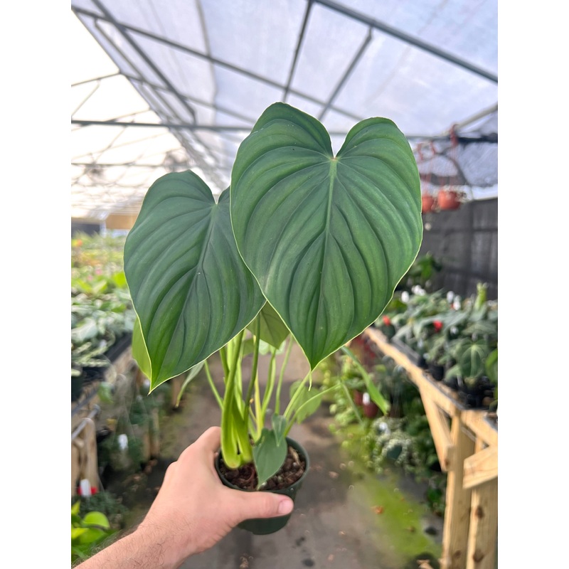 4 Philodendron peltatum