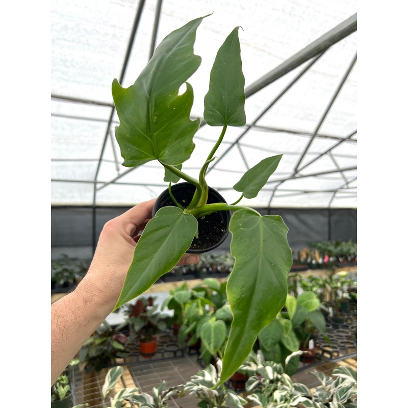 4 Philodendron radiatum
