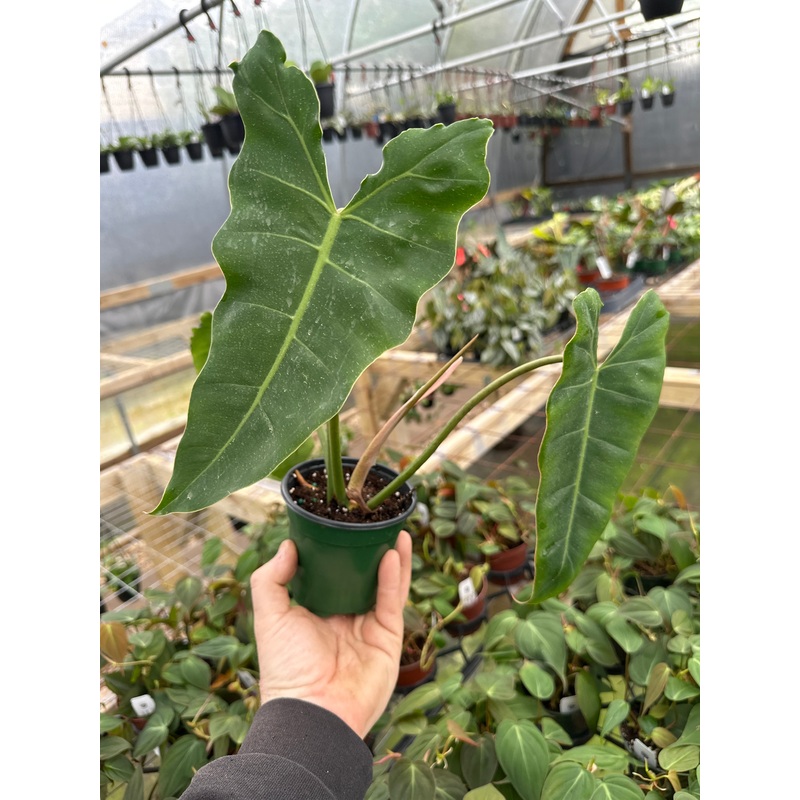 4 Philodendron radiatum x billietiae