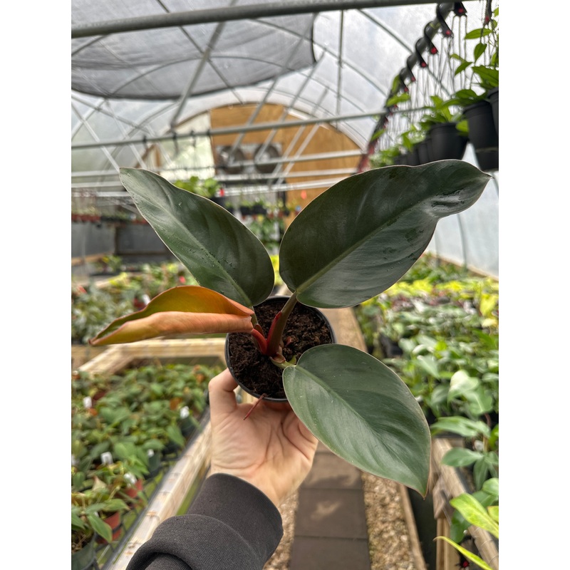 4 Philodendron Red Congo