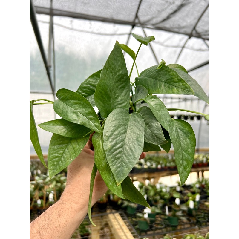 4 Pothos Cebu Blue