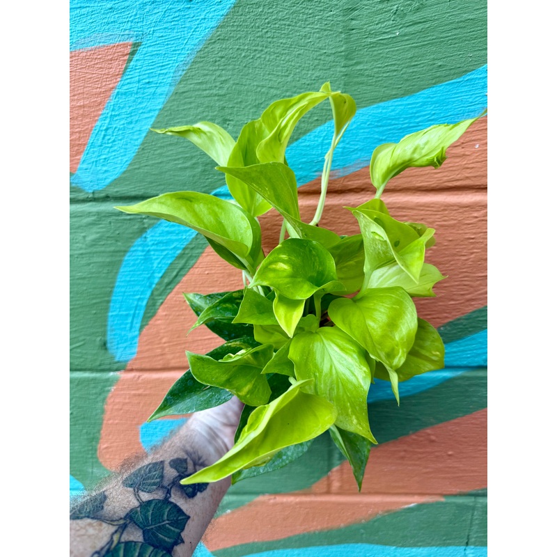 4 Pothos Champs Elysees