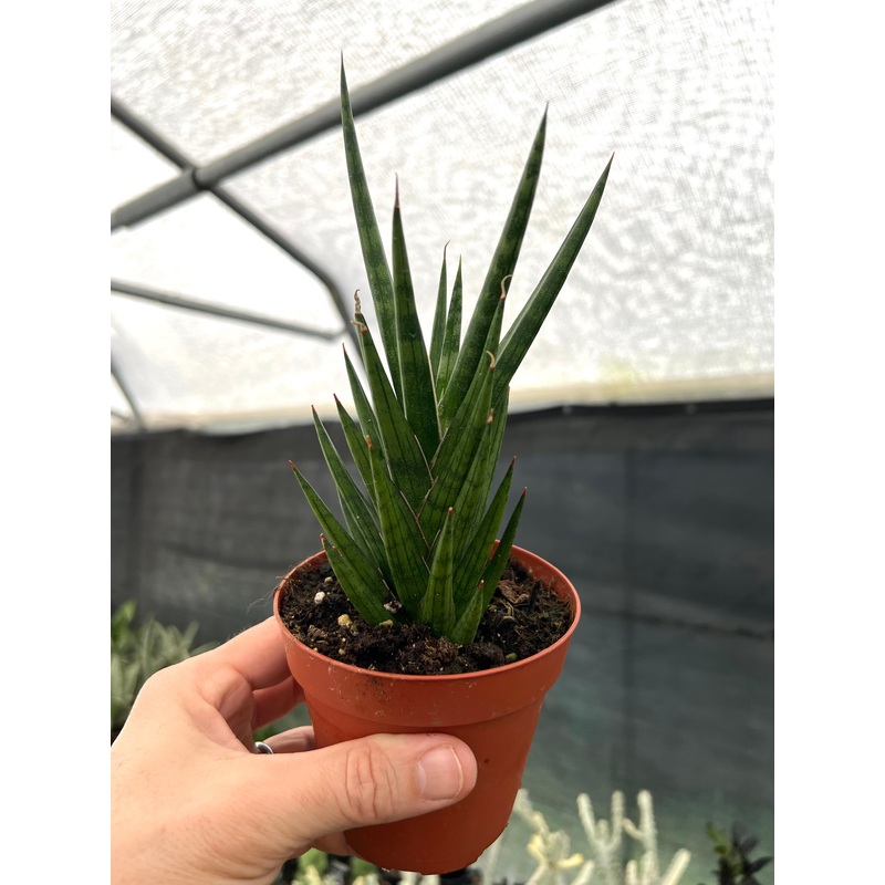 4 Sansevieria francisii