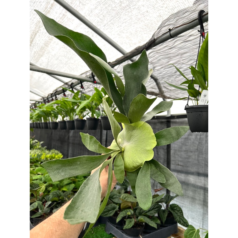 4 Staghorn fern (Platycerium bifurcatum)