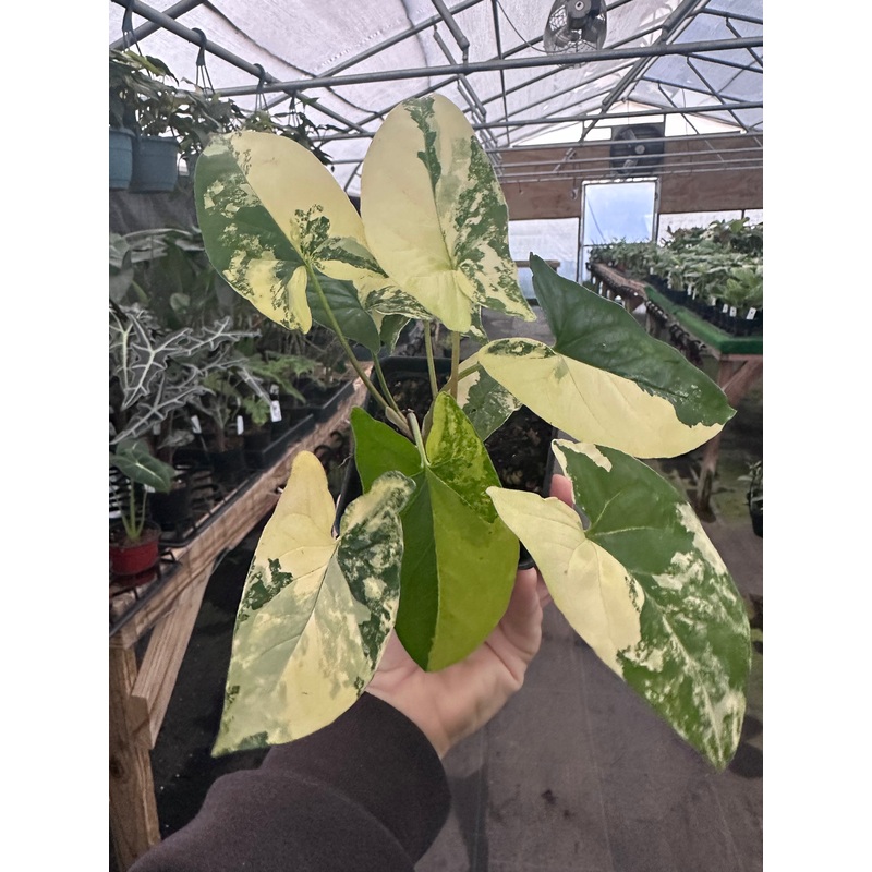 4 Syngonium Aurea (yellow variegated)