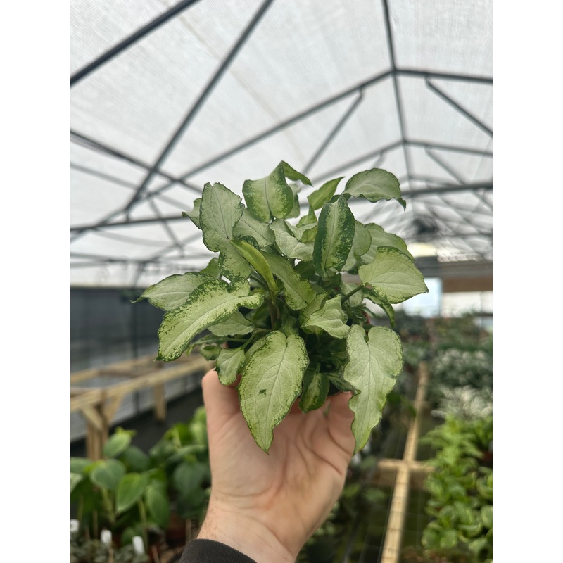 4 Syngonium ‘Three Kings’