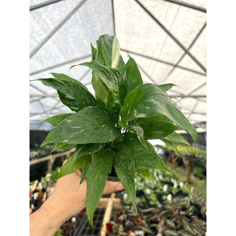 4 Variegated Peace Lily ‘Domino’