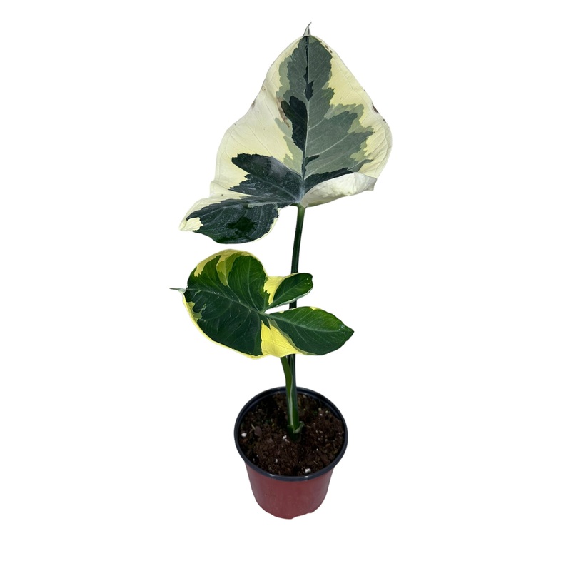 4 Xanthosoma atrovirens albomarginata (variegated ‘Mickey Mouse’)