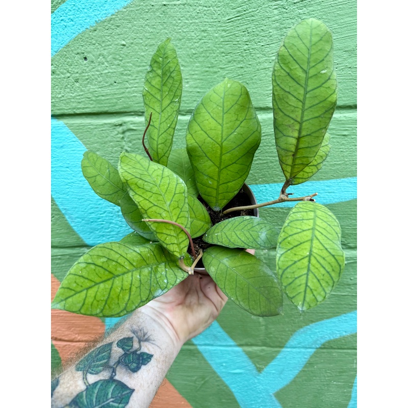 5 Hoya sp. Sabah (RP-013)