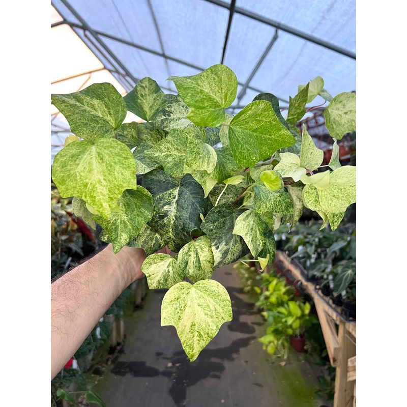 6 Algerian Ivy variegated ‘Tropical Blizzard’