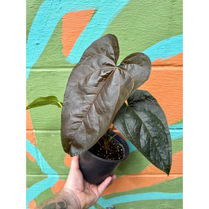 6 Anthurium Queen of Hearts