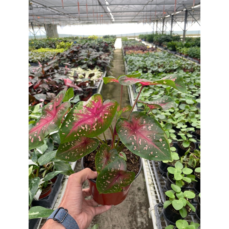 6 Caladium ‘Red Flash’|6″ Pot