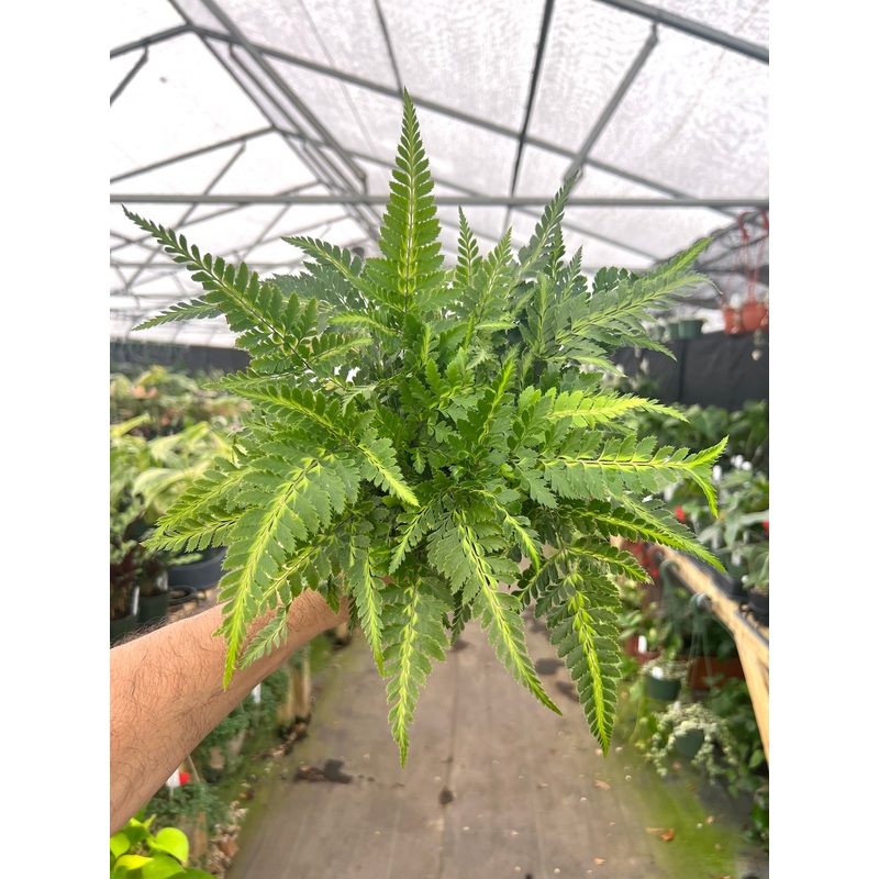 6 East Indian Holly Fern (Arachniodes simplicior)
