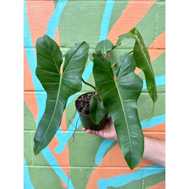 6 Philodendron Florida x billietiae