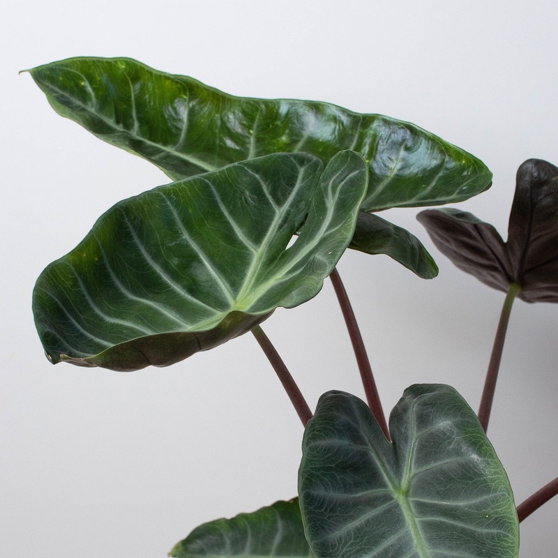 Alocasia ‘Ebony’|4″ Pot