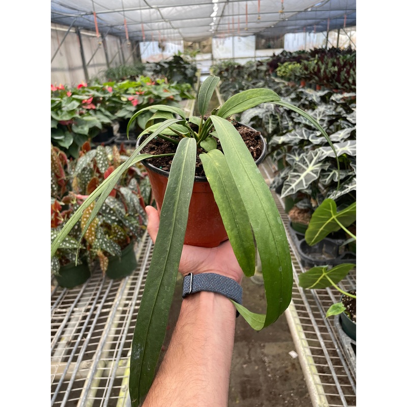 Anthurium ‘Vittarifolium’|6″ Pot