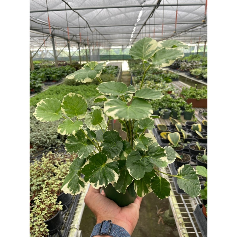Aralia ‘Balfouriana’|4″ Pot