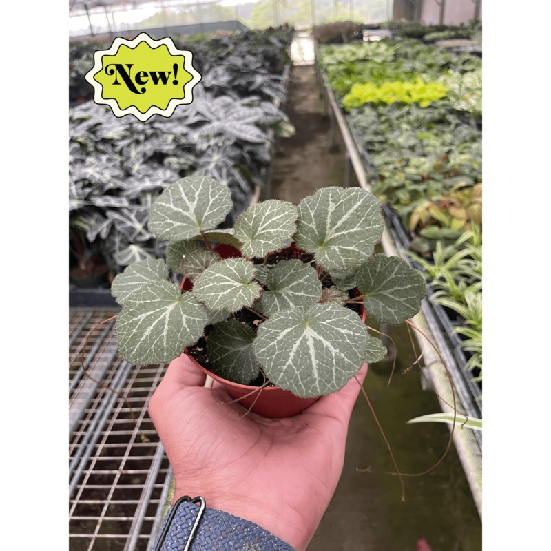 Begonia ‘Strawberry’|4″ Pot