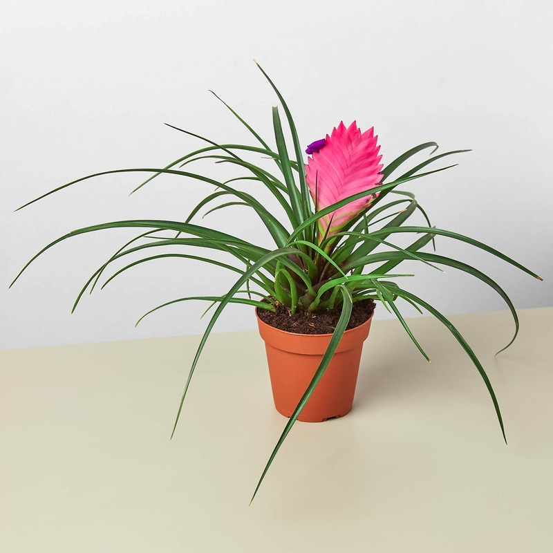 Bromeliad Cyanea ‘Pink Quill’|4″ Pot