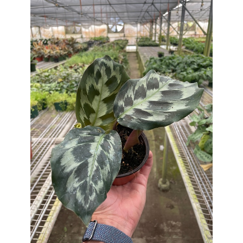 Calathea ‘Kennedy’|4″ Pot
