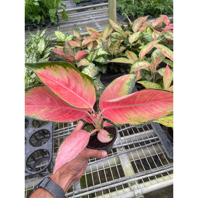 Chinese Evergreen ‘Pink Pearl’