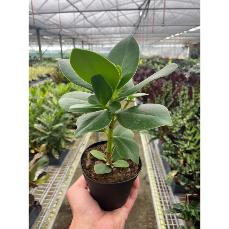 Clusia ‘Princess’ (Autograph Plant)