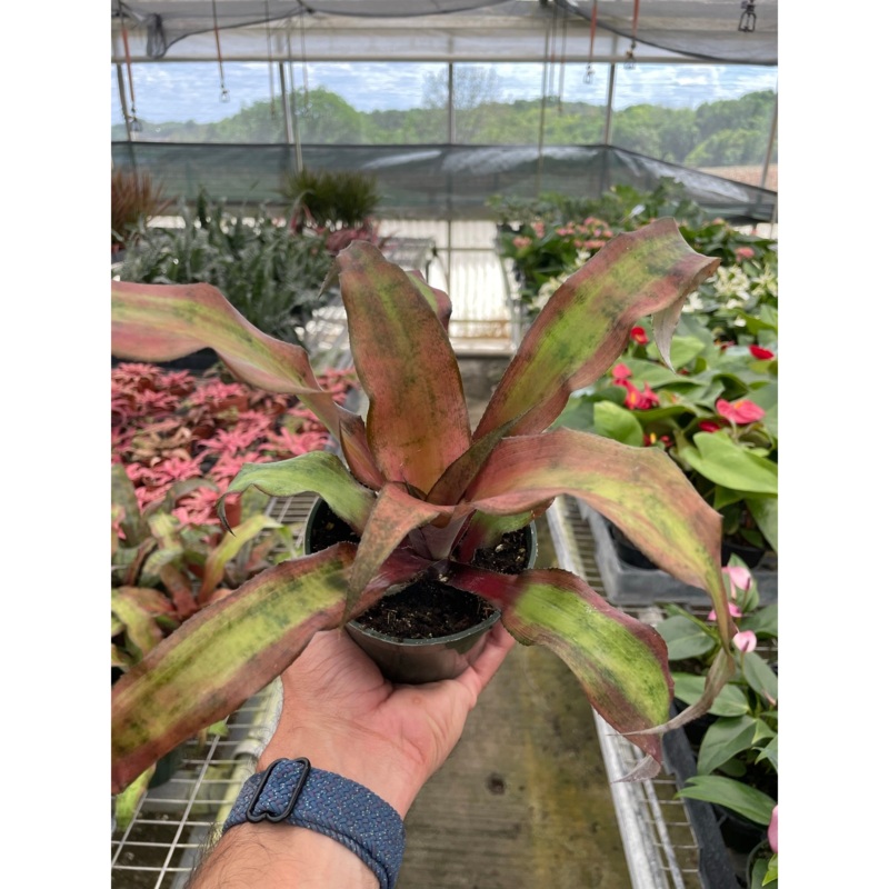 Cryptanthus ‘Calypso’|4″ Pot