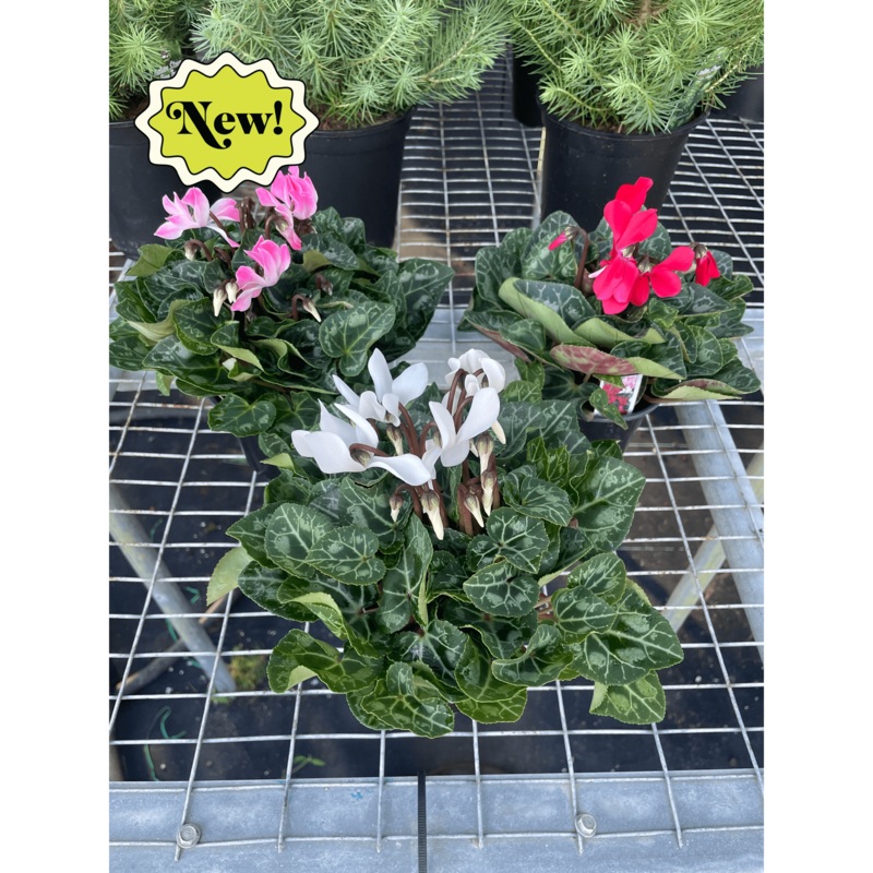 Cyclamen ‘Assorted’|4″ Pot