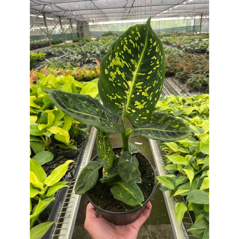 Dieffenbachia ‘Reflector’|4″ Pot|6″ Pot