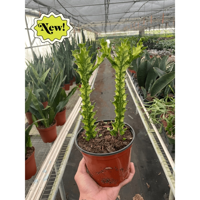 Euphorbia ‘Mint Cream’|4″ Pot|6″ Pot