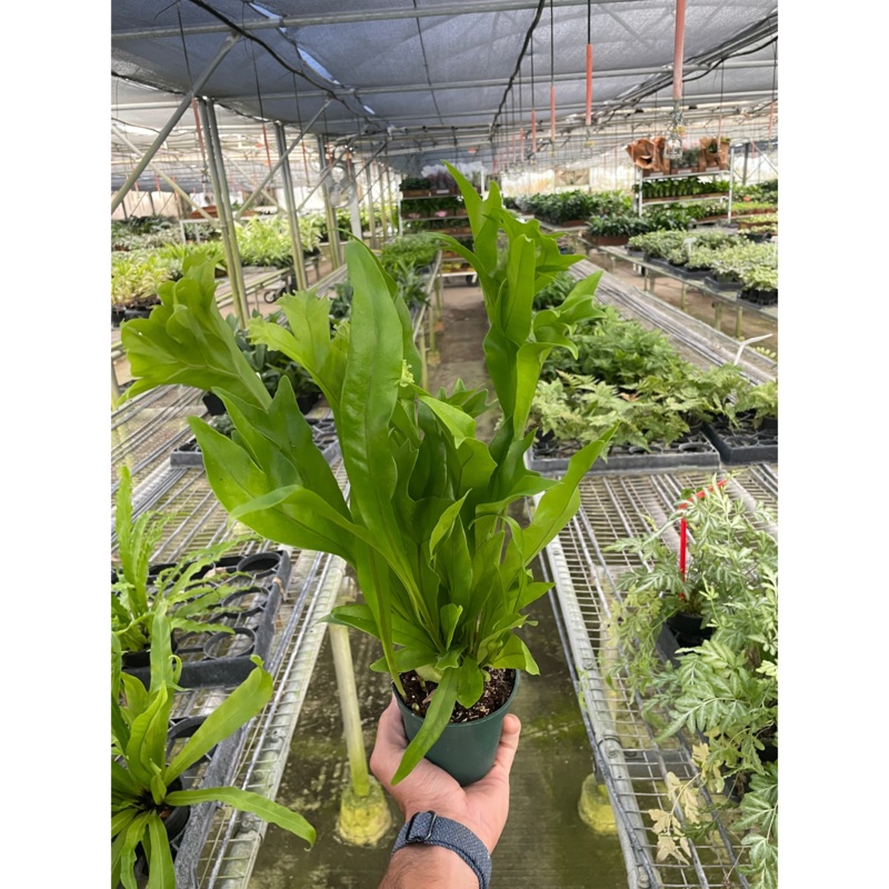 Fern ‘Green Flame’|4″ Pot