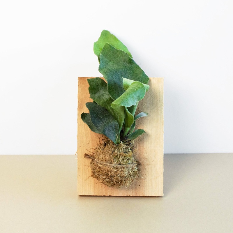 Fern Staghorn on Wood Mount|4″ Pot
