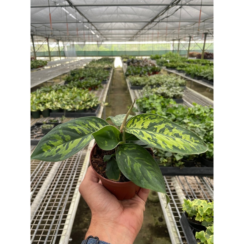 Homalomena ‘Camouflage’|4″ Pot