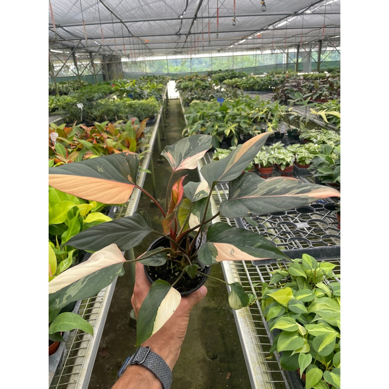 Homalomena Pink Diamond|6″ Pot