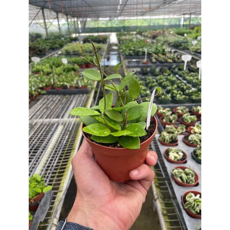 Hoya Bilobata|4″ Pot