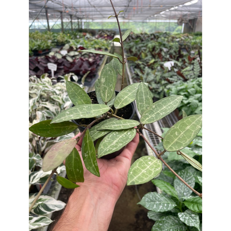 Hoya ‘Eliptica’|4″ Pot