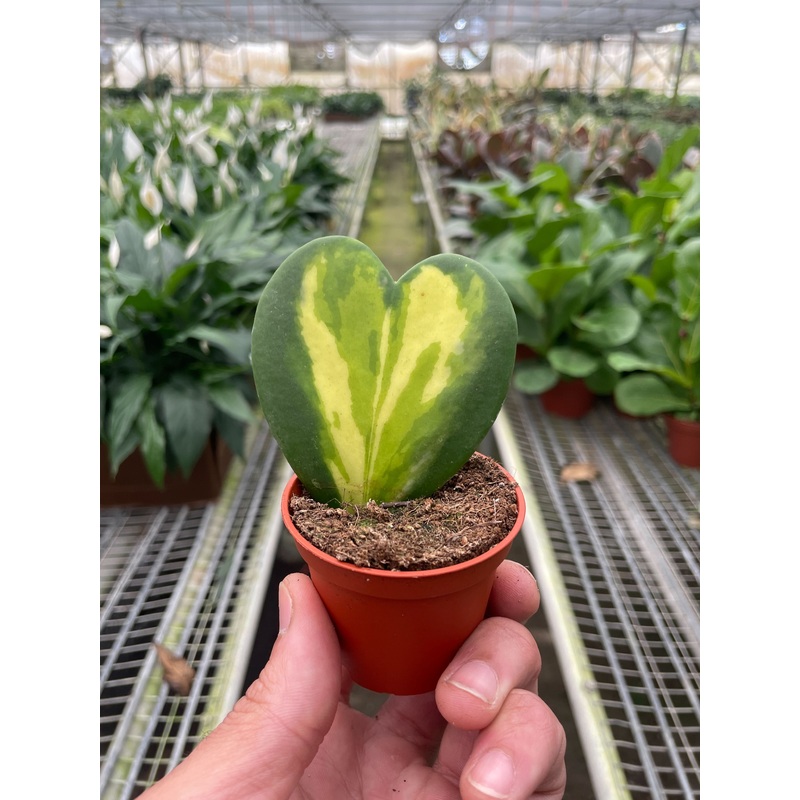 Hoya Heart Flame|2″ Pot